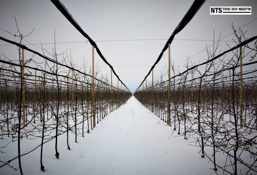 Faza mirovanja voćnjaka